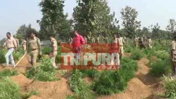 Ganja plants destroyed at Bishalgarh Ganja plants destroyed at Bishalgarh